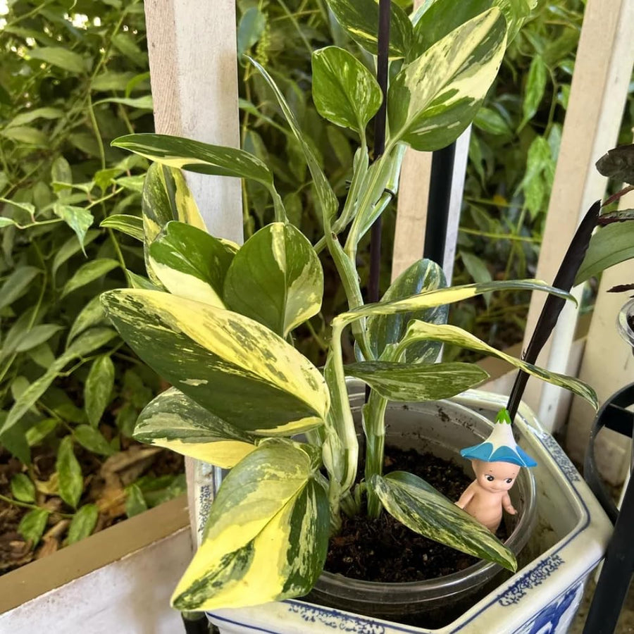 2 Rare Philodendron Live Plants Varieties Collection, Philodendrons Plants Size 5-9 Inc for Indoor Houseplant Décor, Ornamental Tropical Well-Rooted (Monstera Variegated Yellow Green)