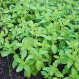 6 Holy Basil Plant Live for Indoors, Tulsi Plant Live, 3 to 5 Inc in Height Garden Outdoor