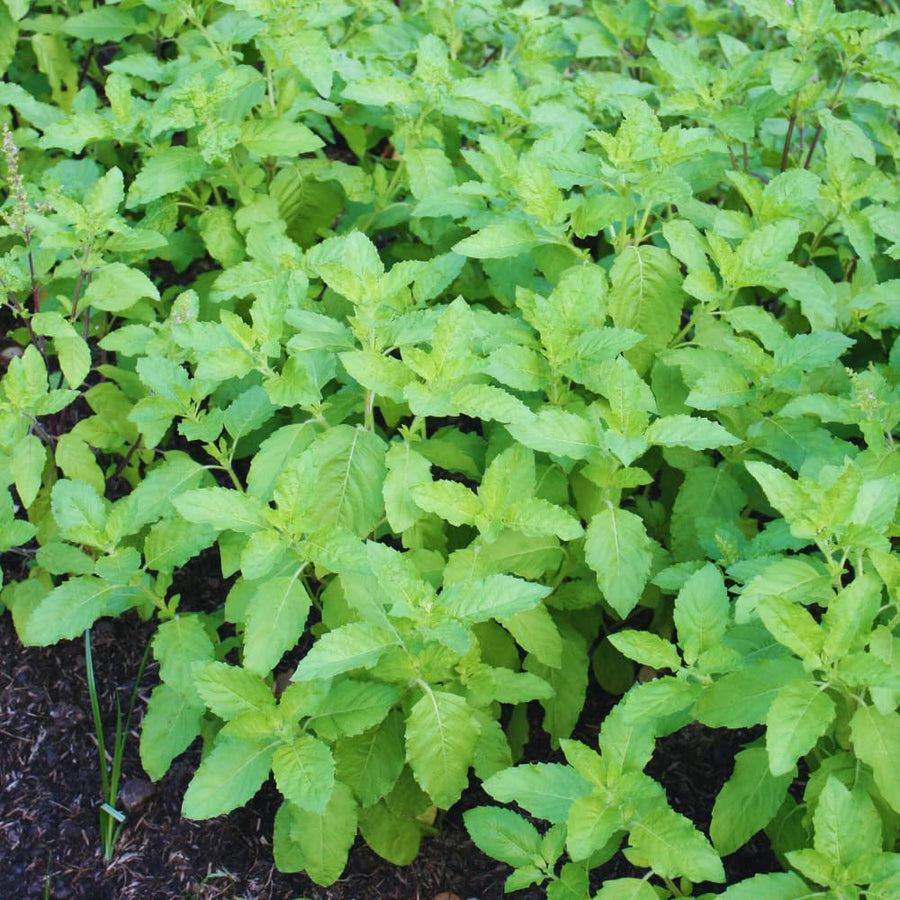 6 Holy Basil Plant Live for Indoors, Tulsi Plant Live, 3 to 5 Inc in Height Garden Outdoor