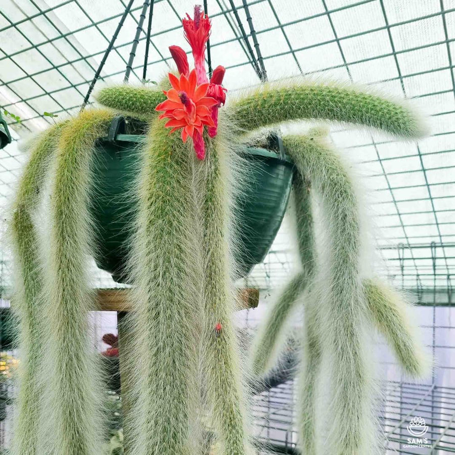 Trailing Monkey Tail Cactus Live Plant, Monkeys Tails Cactus for Hanging Basket, Size Starter in 2" Pot, Rare Succulent for Planting