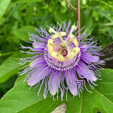 Maypop Passion Flower Live Plant, Passiflora Incarnata Vine, 4-8 Inches Tall, Well Rooted, Purple Passionflower for Outdoor Garden, Hardy Perennial Climbing Vine