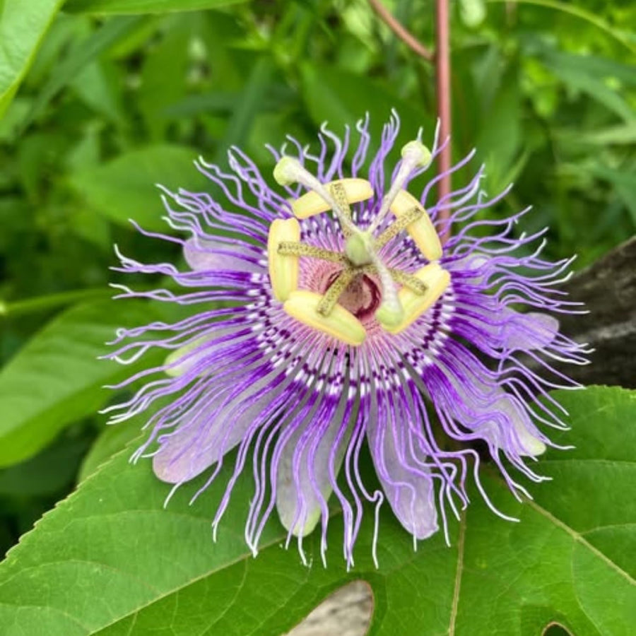 Maypop Passion Flower Live Plant, Passiflora Incarnata Vine, 4-8 Inches Tall, Well Rooted, Purple Passionflower for Outdoor Garden, Hardy Perennial Climbing Vine