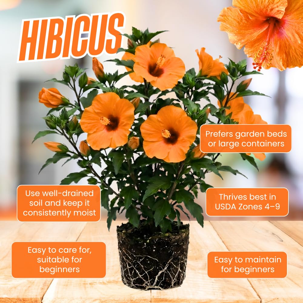 Orange Hibiscus Plant Live, Well-Rooted Hibiscus Flowers, 5-7 Inches Tall, Tropical Flowering for Indoor Outdoor Planting