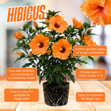 Orange Hibiscus Plant Live, Well-Rooted Hibiscus Flowers, 5-7 Inches Tall, Tropical Flowering for Indoor Outdoor Planting