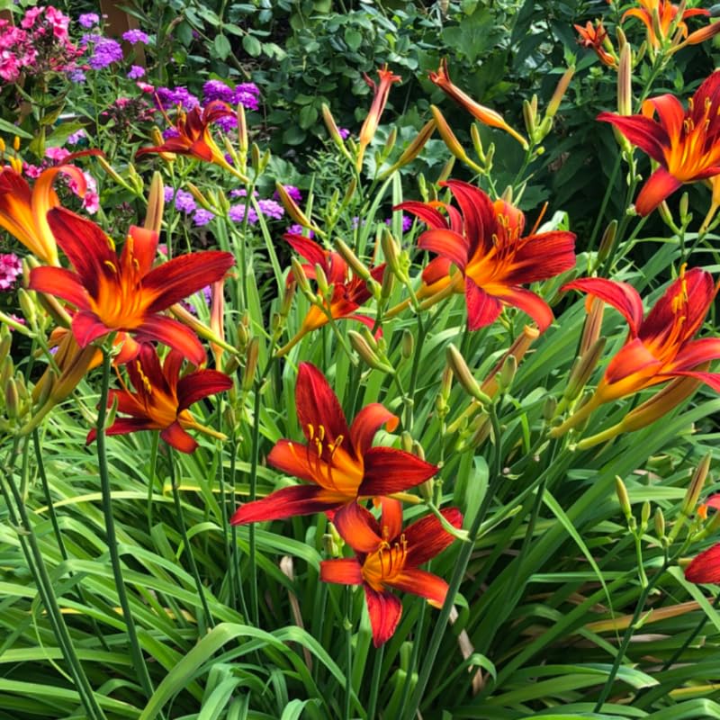 Pack 10 Daylily Bulbs for Planting Spring, Fast Blooming Hardy Perennial Lily Bare Roots for Outdoor Growing (October Day Lily)