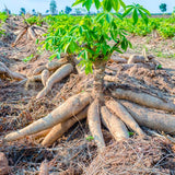 Sweet Yuca Cassava Plant Live, Cassava Plant Well Rooted 4 Inch Pot, Annual Vegetable Roots for Growing