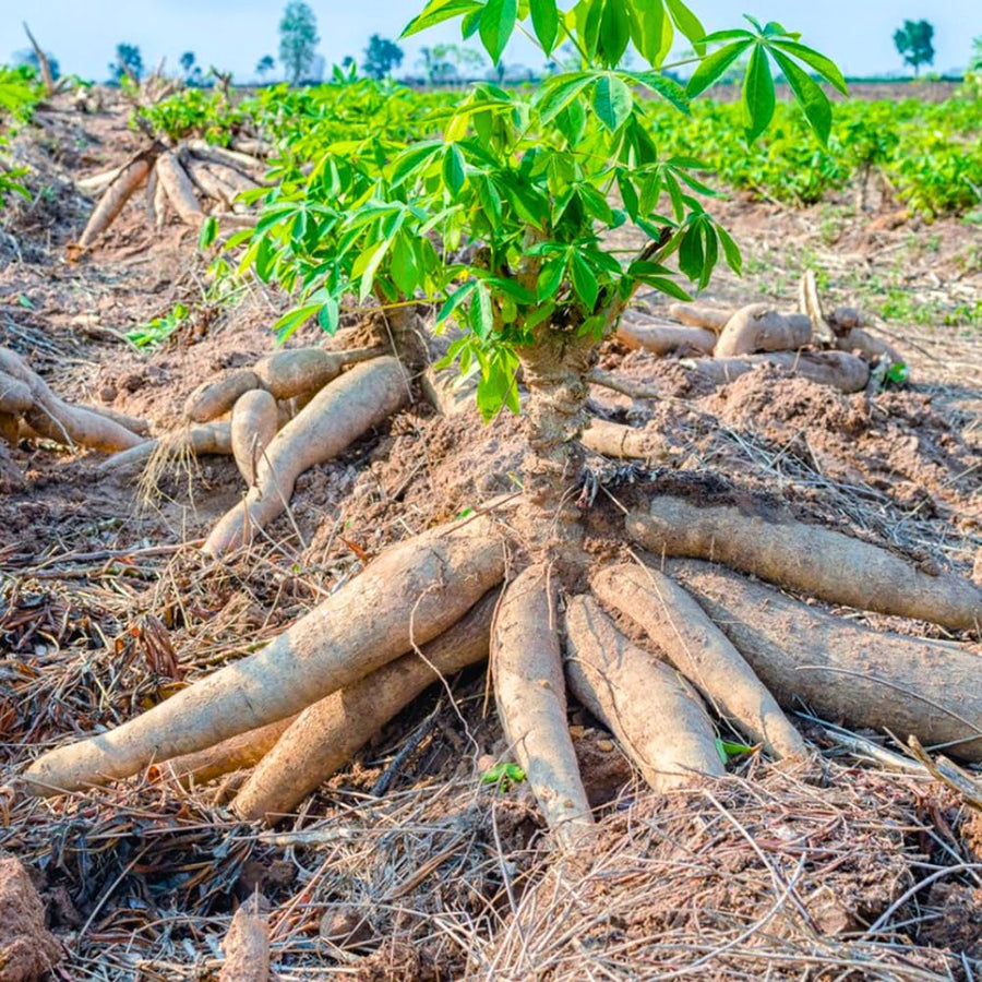 Sweet Yuca Cassava Plant Live, Cassava Plant Well Rooted 4 Inch Pot, Annual Vegetable Roots for Growing