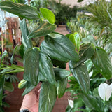 2 Monstera Plants Live, Swiss Cheese Philodendron Plant, Ornamental Tropical Well-Rooted, 4 to 5 Leaves for Indoor Houseplant (Monstera Variegated Yellow Green)