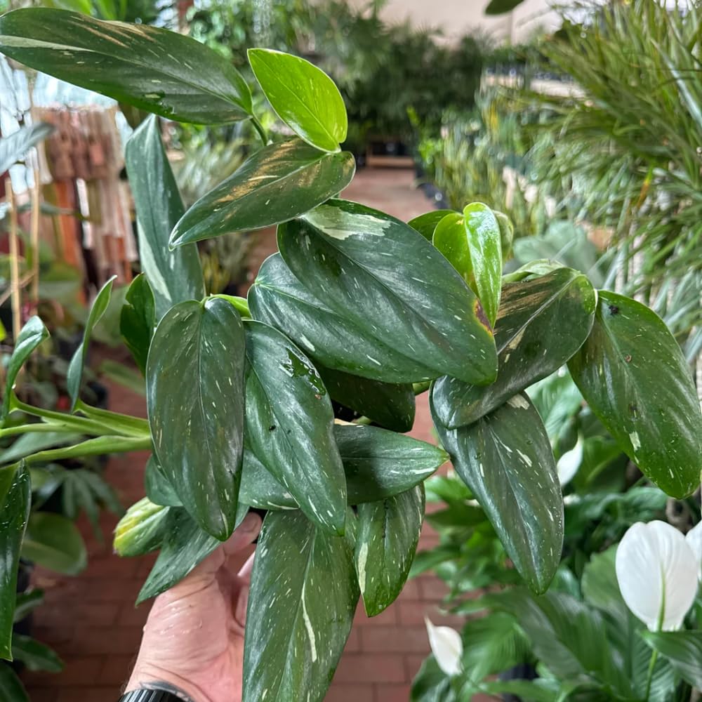 2 Monstera Plants Live, Swiss Cheese Philodendron Plant, Ornamental Tropical Well-Rooted, 4 to 5 Leaves for Indoor Houseplant (Monstera Variegated Yellow Green)