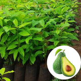 15"-20" Avocado Trees Live Plants in Half Gallon Pot, Avocado Plant, Winter Hardy, 1 Year Old Tree, No CA