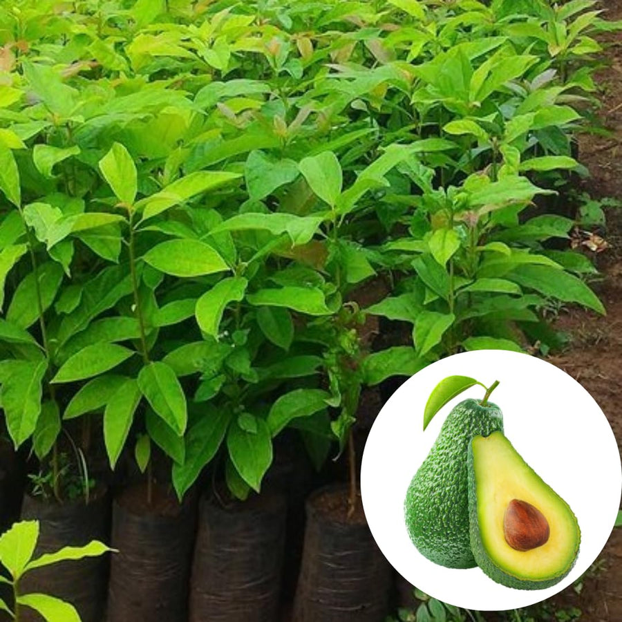 15"-20" Avocado Trees Live Plants in Half Gallon Pot, Avocado Plant, Winter Hardy, 1 Year Old Tree, No CA