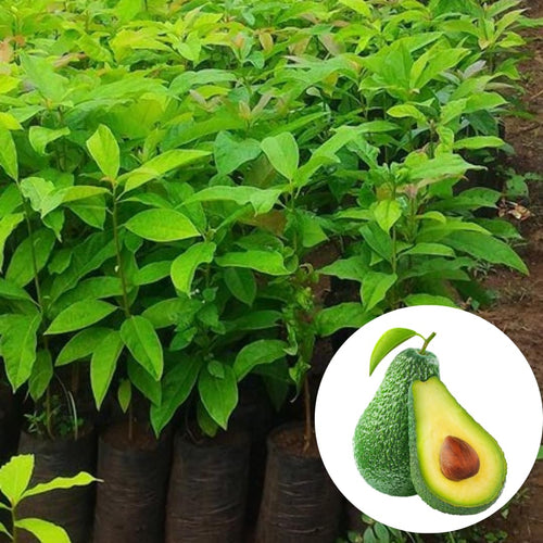 Avocado Tree Live Plant, Green Avocados Trees for Planting Outside, 14-20" in Tall, Zones 9-11, No CA