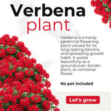 4 Red Verbena Plants Live, 5-9" Tall Hardy Perennial Flower Plants, Well-Rooted Outdoor Planting