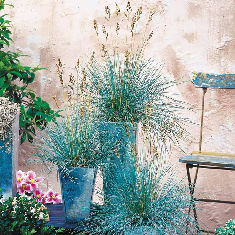 Pack 3 Blue Fescue Perennial Grass Ornamental Live Plants, 5-8" Dwarf Ornamental Grasses Blue Festuca Color, Grasses for Planting