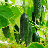 Live Cucumber Vegetable Plant, Green Cucumber Plant Live, 6-8 Inches Tall in 4 Inch Pot, Well-Rooted Vegetable Starter for Outdoor Growing