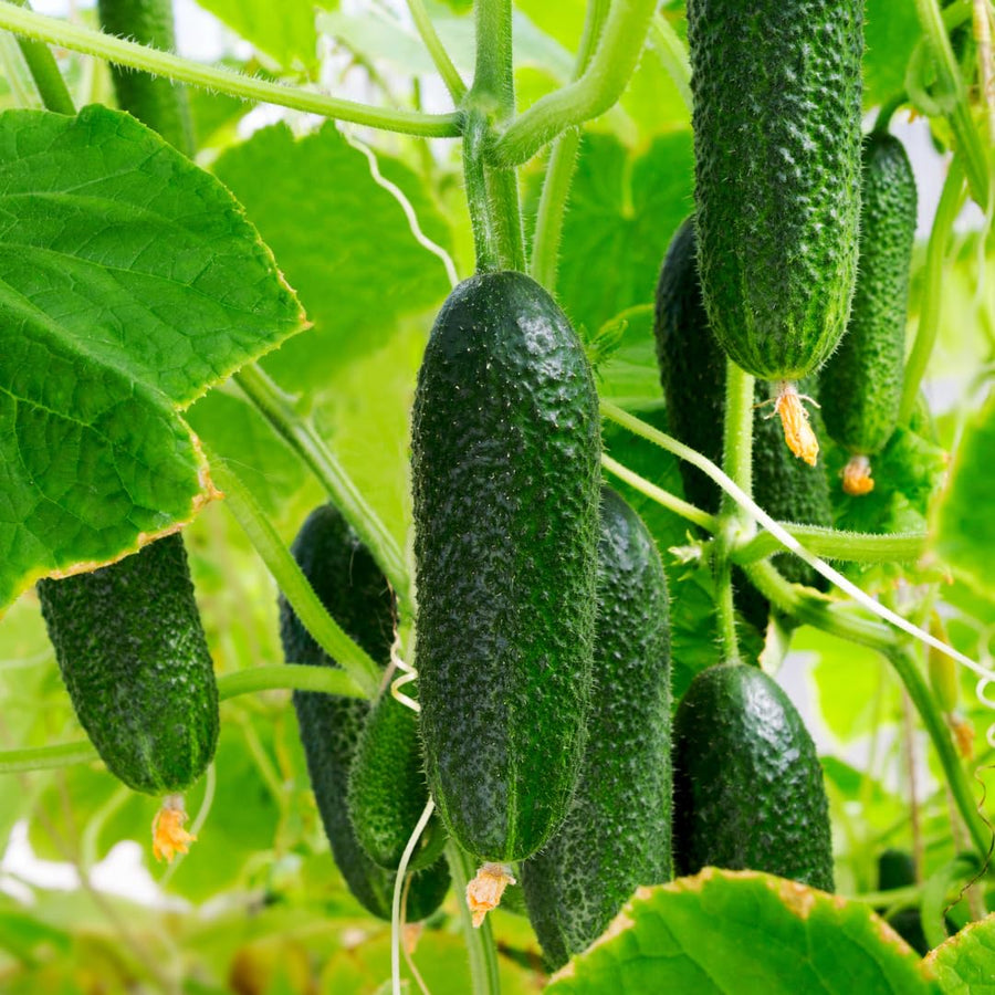 Live Cucumber Vegetable Plant, Green Cucumber Plant Live, 6-8 Inches Tall in 4 Inch Pot, Well-Rooted Vegetable Starter for Outdoor Growing