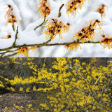 Witch Hazel Live Plant, Witchhazel Tree Plant Live 12-16 Inch Tall, Yellow Flower for Outdoor Landscaping and Garden, Dormant in Winter