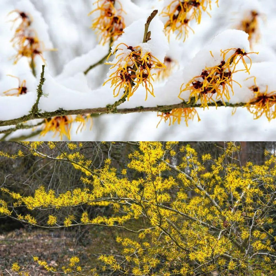 Witch Hazel Live Plant, Witchhazel Tree Plant Live 12-16 Inch Tall, Yellow Flower for Outdoor Landscaping and Garden, Dormant in Winter