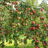 2-3 Ft Apple Tree Live Plant Bare Root, Live Apple Plant, Cold Hardy Fruit Plants for Home Garden Planting Spring (Red Green)