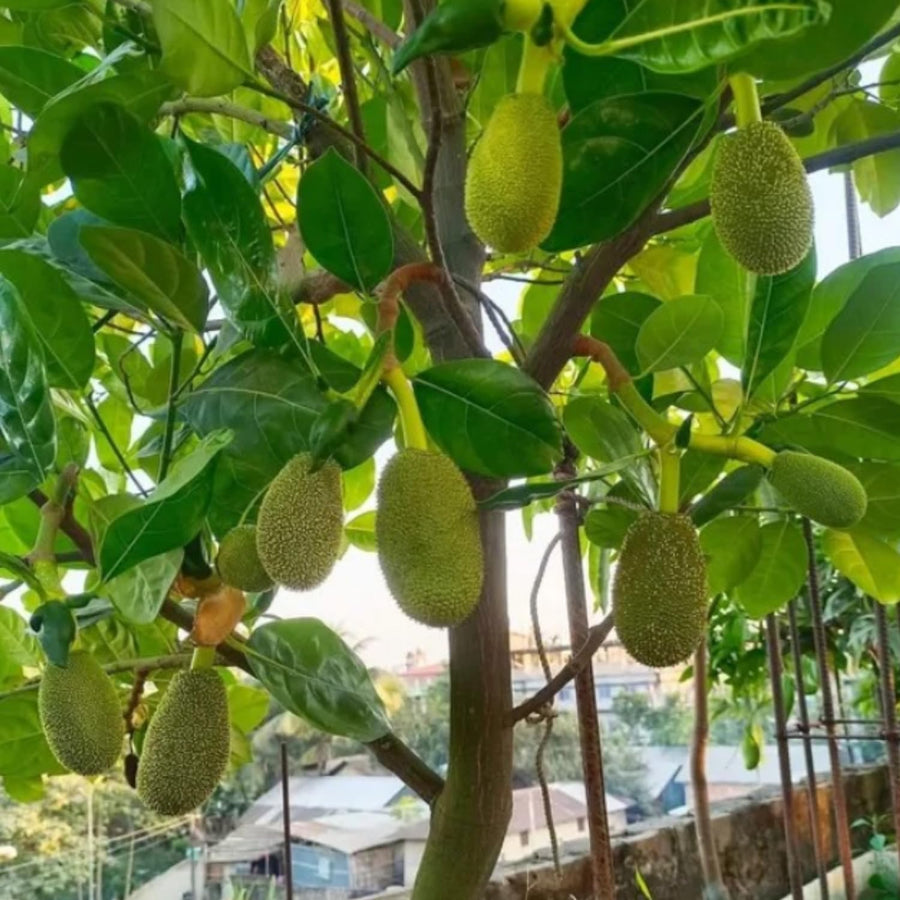 Yellow Jackfruit Live Plant, Sweet Jackfruit Tropical Fruit Trees in Pot, 8-10'' Tall, Hardy Perennial Jackfruit for Outdoor Garden