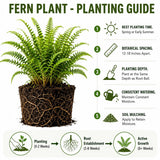 10 Cinnamon Fern Live Rhizomes, Shade Perennial Fern Plants for Outdoor Growing, Hardy, Fast Growing