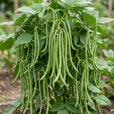 Set of 25 Long Green Bush Bean Seeds for Planting, Bush Bean Seeds, Green Beans, Heirloom Vegetable for Outdoor Planting