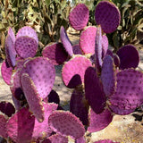 Purple Prickly Pear Cactus Live Plant, in 3.5" Pot, Hardy Purple Cactus for Outdoor or Indoor Growing