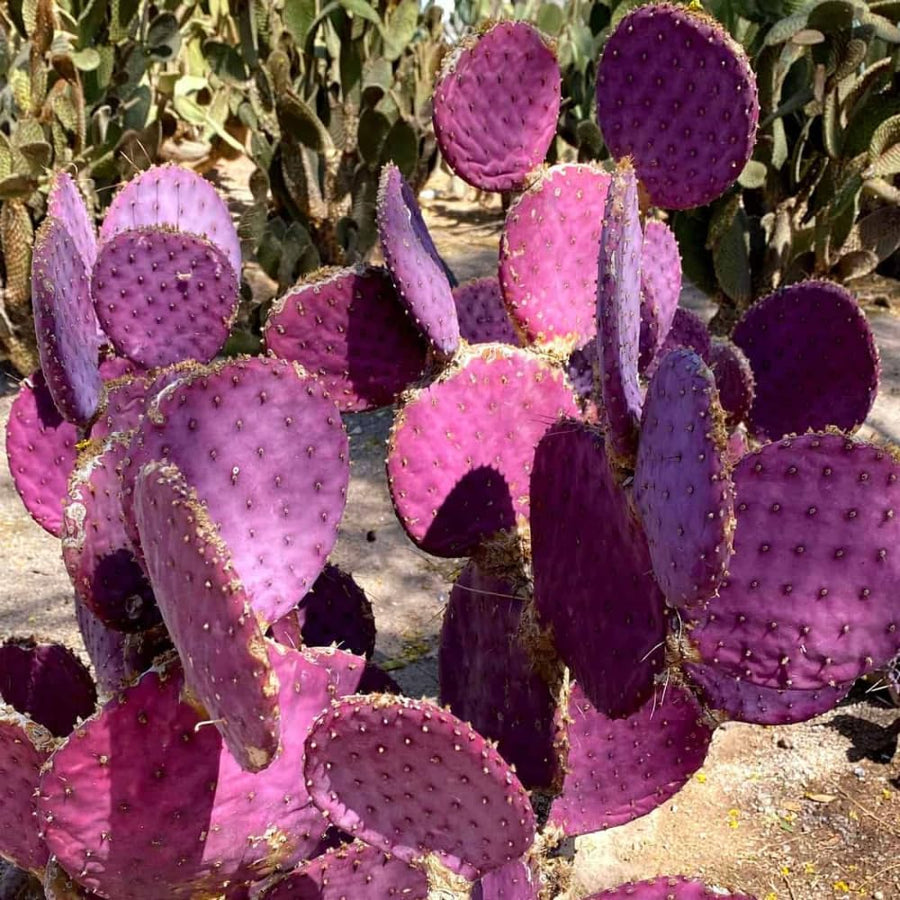 Purple Prickly Pear Cactus Live Plant, in 3.5" Pot, Hardy Purple Cactus for Outdoor or Indoor Growing
