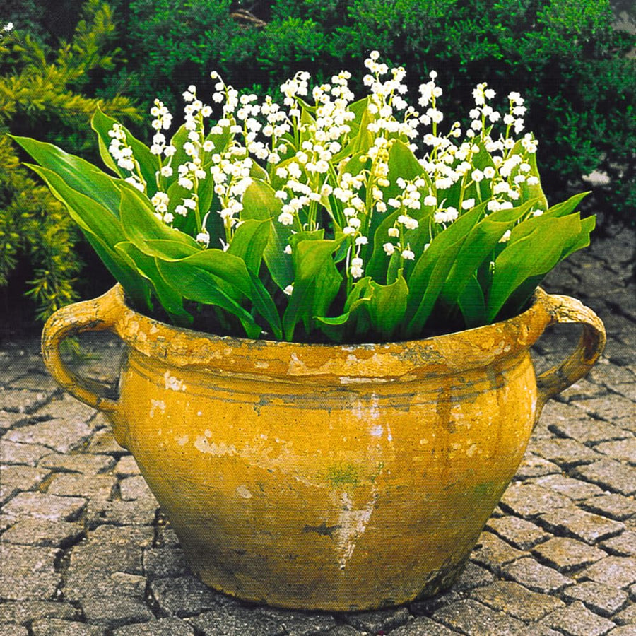 10 Lily of the Valley Roots for Planting in Summer, Hardy Perennial Flower Bulbs, Reblooming Spring Flowers for Gardens, Borders, and Outdoor Landscaping