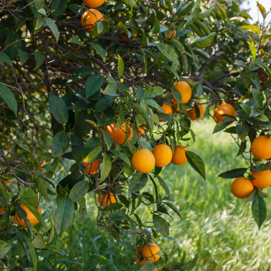 Live Navel Orange Tree, Seedless Sweet Orange Fruit, 3-4 Feet Tall, Ready for Planting