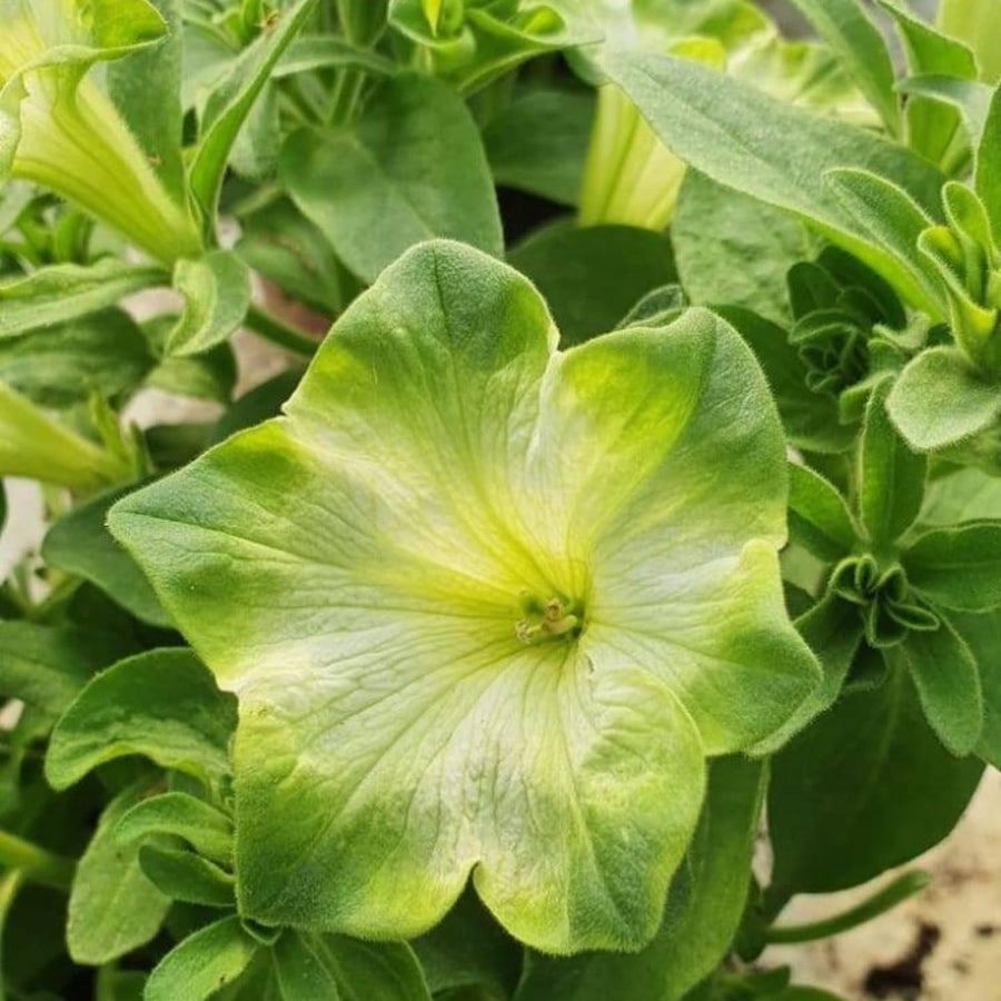 2 Petunia Live Plants, Pistachio Cream Petunia Flowers, Live Petunias Plants Outdoor Indoor, 5-9 Inch Tall
