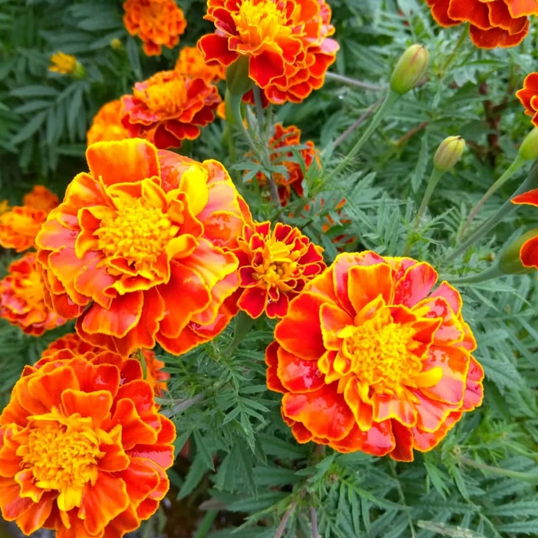 Marigold Live Plants for Outside, 2 Yellow Orange Marigold Plants Live, 4 to 6 Inc Tall Starter Plant Growing
