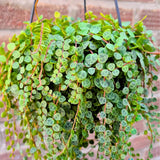 String of Turtles Live Plants, Easy Indoor Trailing Succulent in 2.5" Pot, Hanging Succulent Houseplant Indoor Outdoor Planting