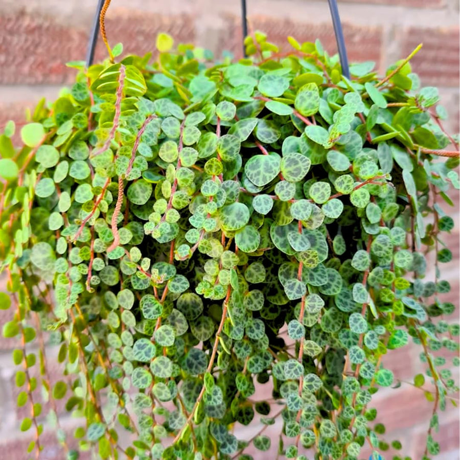 String of Turtles Live Plants, Easy Indoor Trailing Succulent in 2.5" Pot, Hanging Succulent Houseplant Indoor Outdoor Planting