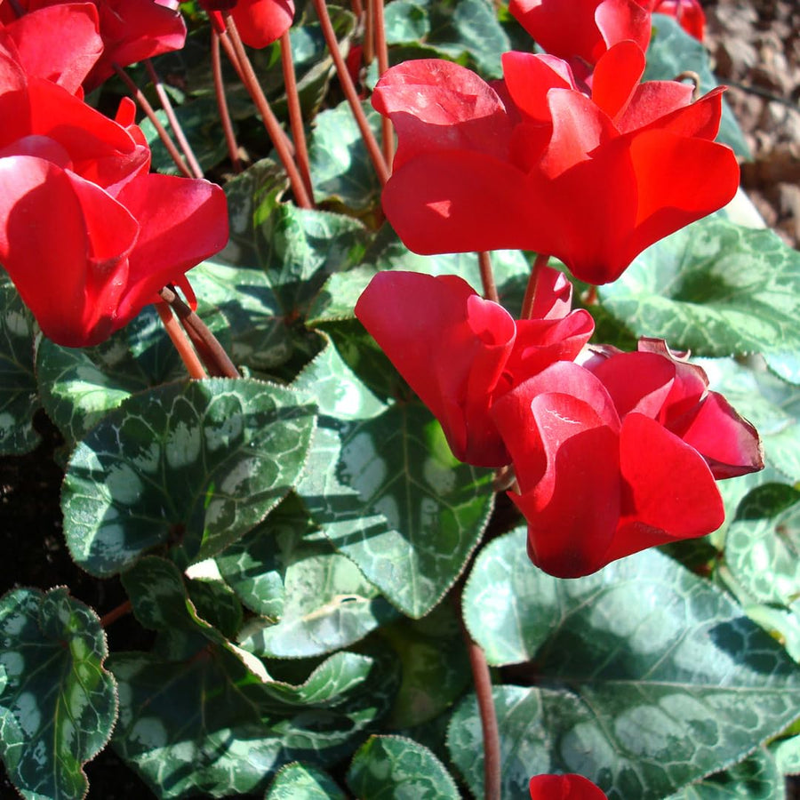 Live Red Cyclamen Plant, Cyclamen Flower Live Plant, Hardy Indoor Flowering Houseplant 5-7 Inches Tall,Ready to Grow