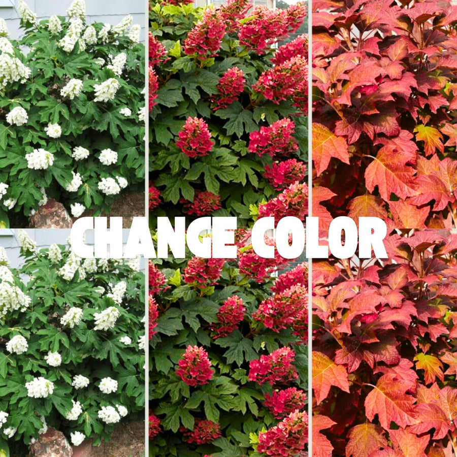 Ruby Slipper Hydrangea Plant Live Tree, Rare Color, 4" Pot, Perennial and Hardy Blooming Shrub for Garden Spring Planting