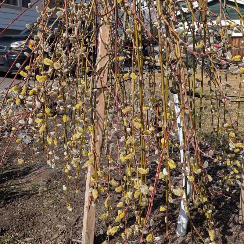 2 Pack Weeping Pussy Willow Live Plants in 2.5 Inc Pot, 4-8" Tall, Bare Root Willow Shrubs for Outdoor Growing