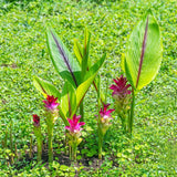 Pack 8 Turmeric Roots for Planting, Fresh Yellow Turmeric Root, Curcuma Longa, Ready for Indoor Outdoor Gardening
