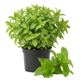 TANKDA Sets 2 Live Mint Plants Herb in 3.5" Pot, Fresh Spearmint for Indoor Outdoor Growing, Spring Planting, 5-9" in Tall