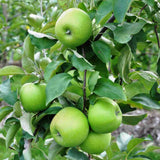 Green Apple Tree Live Plant, Sweet Apple Plant Live for Planting 2-3 Feet Tall, Gallon Pot, Live Apple Tree Plant, Apple Fruit Tree