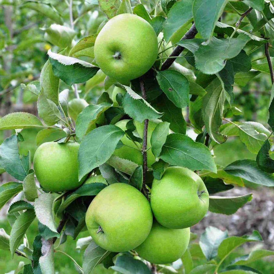 Green Apple Tree Live Plant, Sweet Apple Plant Live for Planting 2-3 Feet Tall, Gallon Pot, Live Apple Tree Plant, Apple Fruit Tree