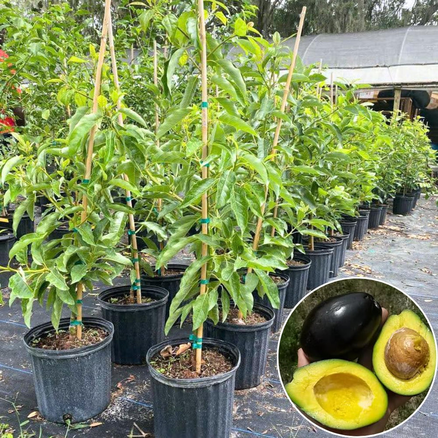 Avocado Tree Live Plant, 3 Feet Avocado Tree, Cold Hardy Purple Avocado for Outdoor Planting and Home Orchard