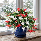 Live Christmas Cactus Plant, Red and White Flowers, Holiday Succulent in 6 Inch Pot for Indoor or Outdoor Growing