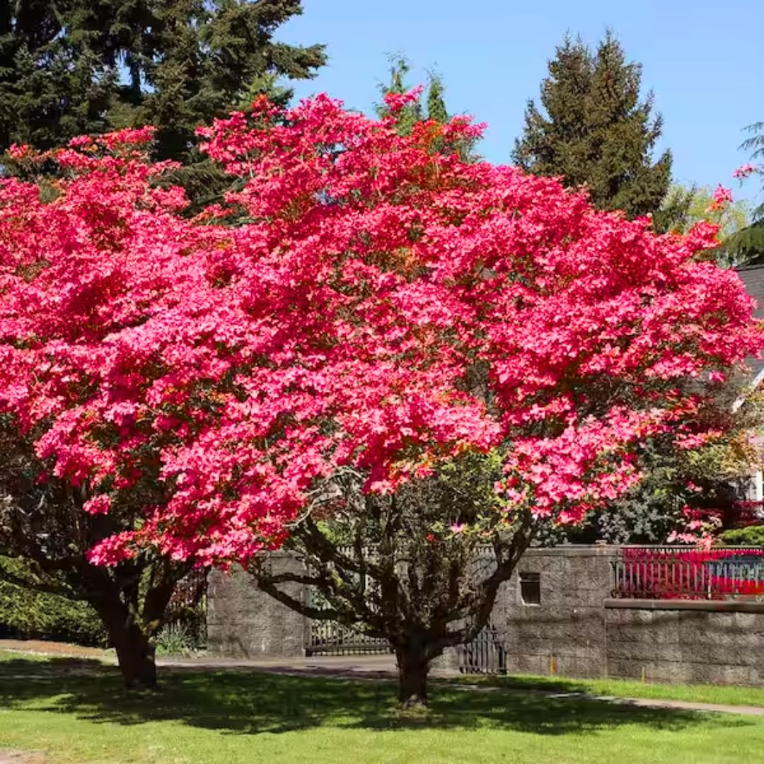 3 Pink Dogwood Trees Live Plants, 1 Year Old Dogwood Trees Bushes for Planting Outside, 6"-12" Tall in 2.5" Pot, Flower Shrubs Dormant in Winter