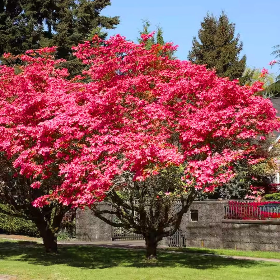3 Pink Dogwood Trees Live Plants, 1 Year Old Dogwood Trees Bushes for Planting Outside, 6"-12" Tall in 2.5" Pot, Flower Shrubs Dormant in Winter