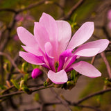 Magnolia Tree Live Plant in 2.5'' Pot, Magnolia Starter Tree, Ornamental Flowering Tree, Outdoor or Container Growing (Ann Magnolia)