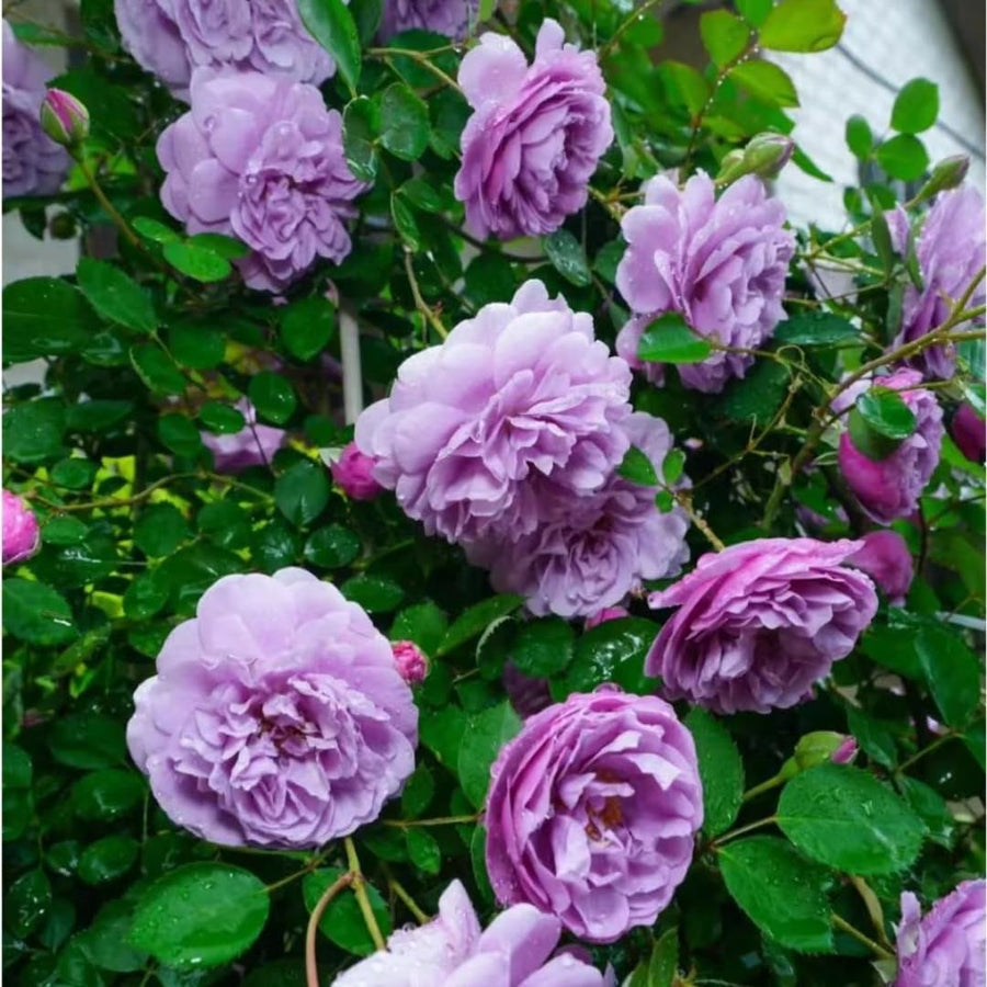 Purple Climbing Rose Live Plant, Fragrant Rose Bush Ready to Plants, Zone 5 to 9, Size 5 to 7 Inches and Bare Root