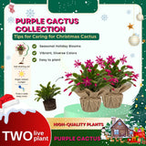 Set 2 Christmas Cactus Plants Live, Hanging Baskets Houseplants, Holiday Cactus Indoor Plants Live Well-Rooted 4-9" Tall, No Pot (Multicolor)