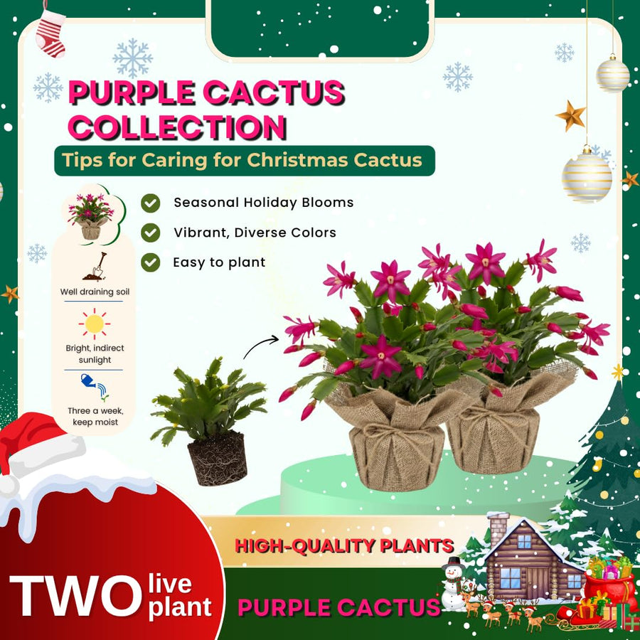 Set 2 Christmas Cactus Plants Live, Hanging Baskets Houseplants, Holiday Cactus Indoor Plants Live Well-Rooted 4-9" Tall, No Pot (Multicolor)