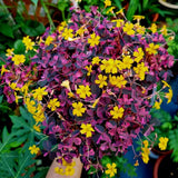 Burgundy Yellow Oxalis Plant, Yellow Shamrock Plants, 4-8 Inch Tall for Indoor or Outdoor Growing